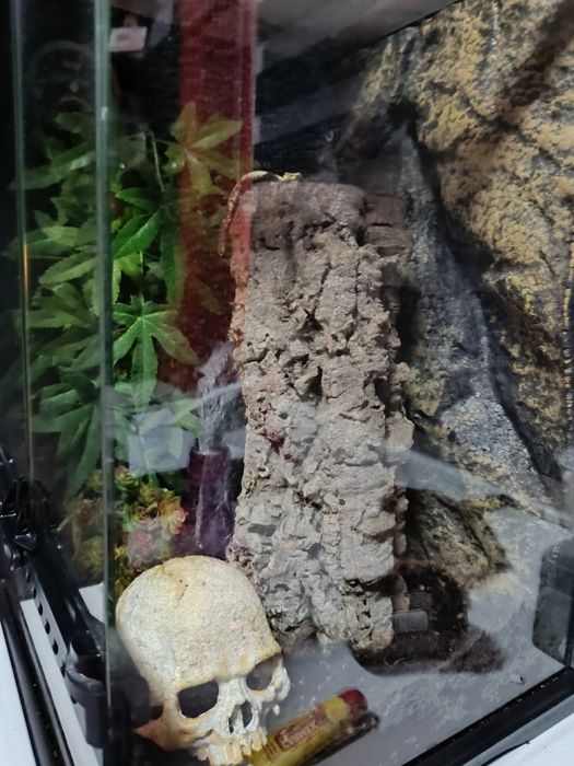 Terarium razem z gekonem orzesionym