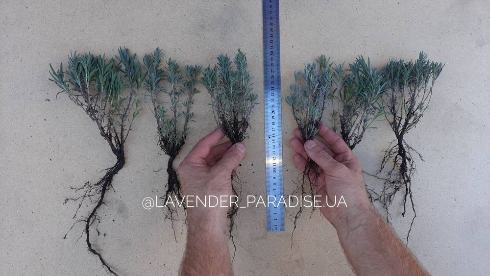 Лаванда весна 2026