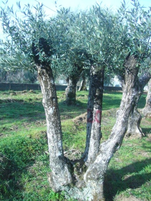Oliveiras para jardim