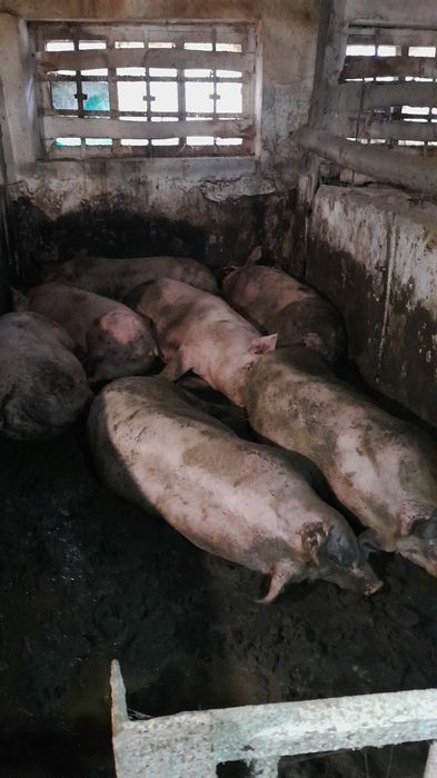 Продам свиней живым весом,Свині живою вагою 150+кг