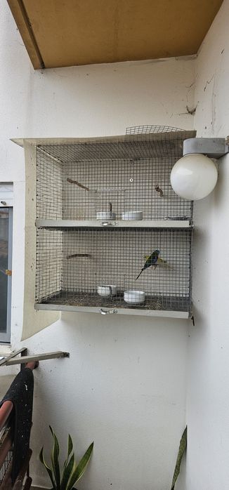 Psitacideos para cedência