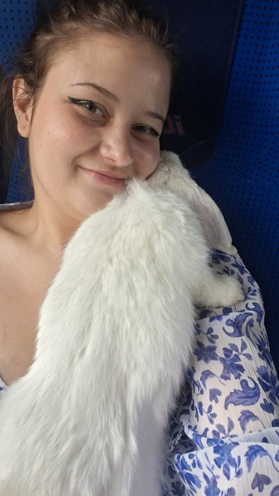 Króliś rasy mini lop