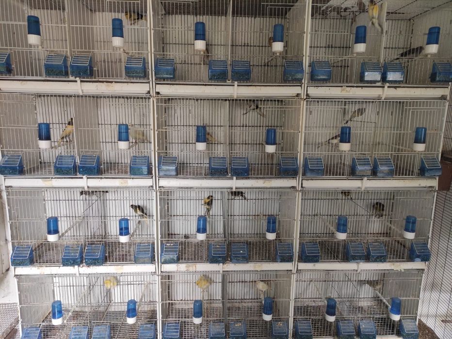 Canários - Constância