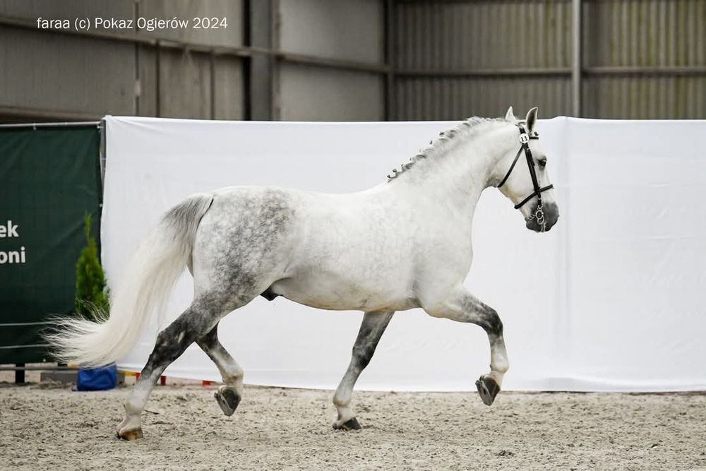 Stanówka Ogier śląski Ramzes II