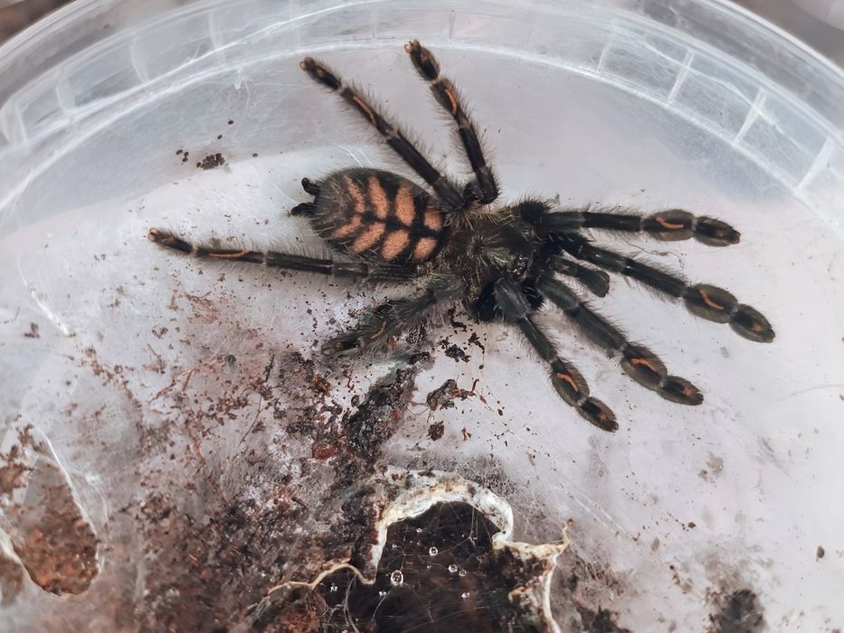 Psalmopoeus irminia L1/2