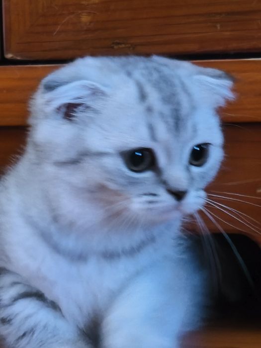 Gatinha Scottish Fold