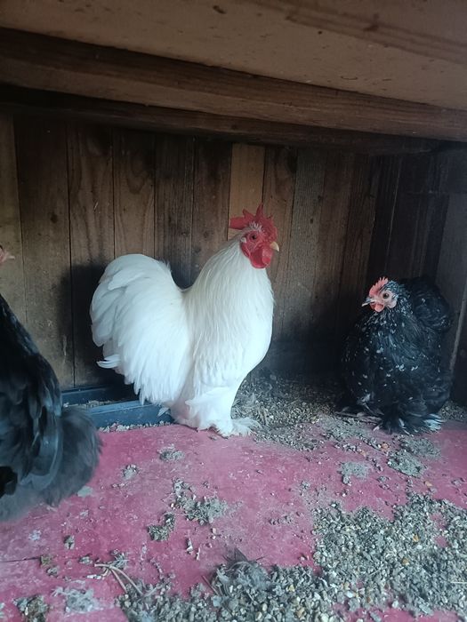 Casal de Pekin ou só o Galo