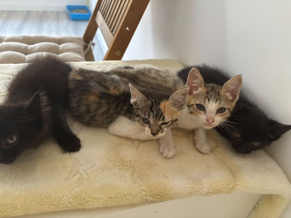 Gatinhos bebés com esterilização gratuita para adoção 
Se procura gatinho adote este menino doce. Bem haja