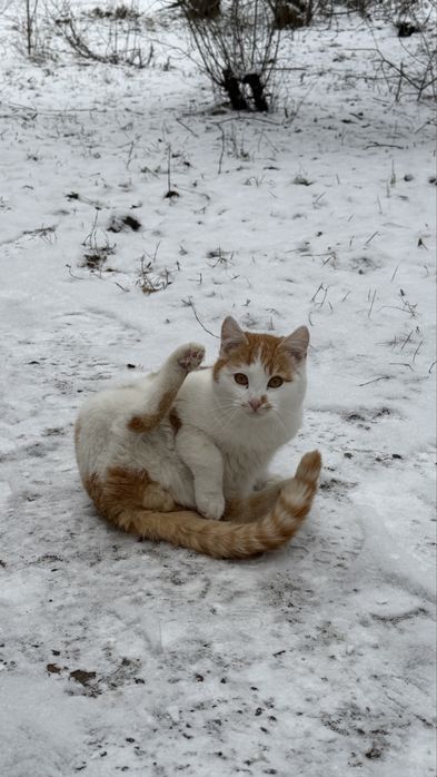 Віддам в добрі руки