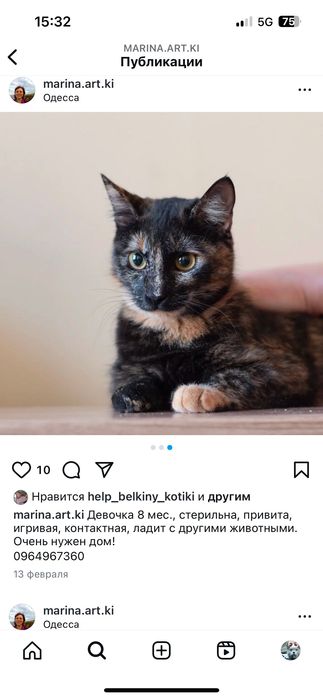 Красивые котики бесплатно
