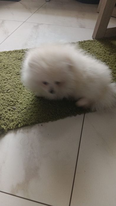 Szpic miniaturowy pomeranian