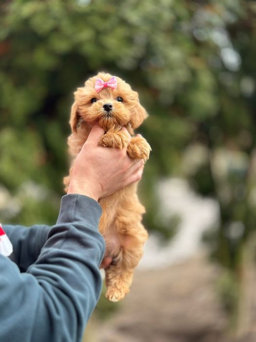 Карамельні мальтіпу. Мальтипу цуценята цуцики.ф1. '
