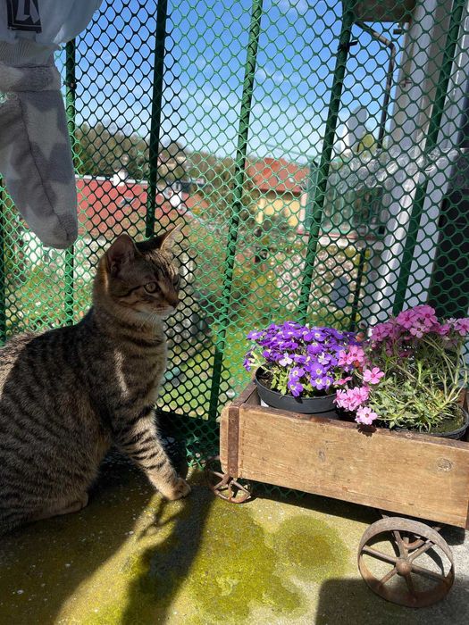 Bracia buraski szukają domu