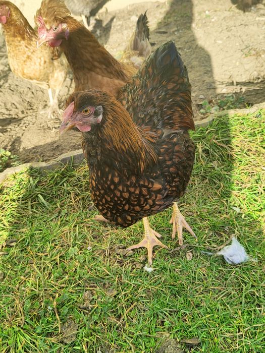 Sprzedam nadwyżkowe koguty