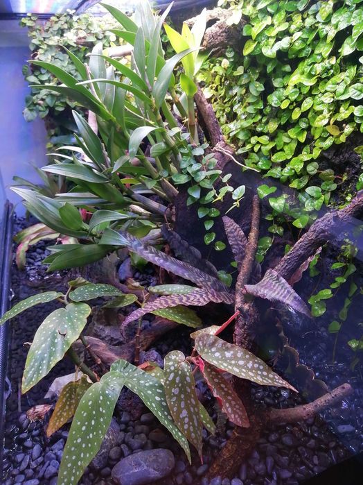 Terrário Exo Terra 90 x 60 x 45 cm