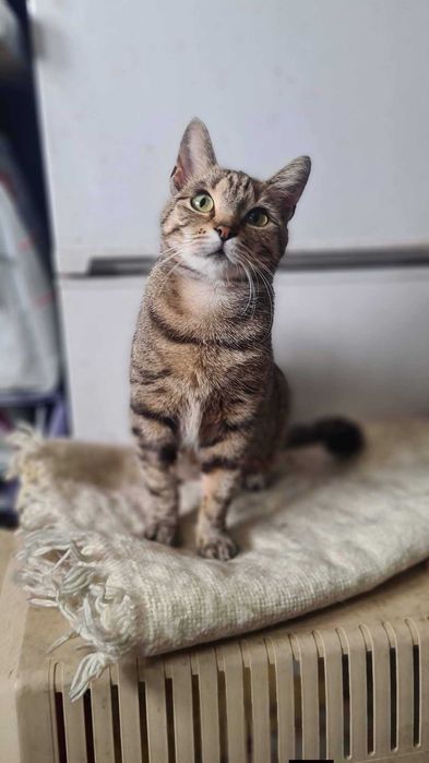 Szarusia szuka domu