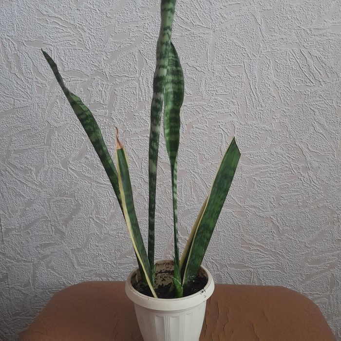 Продам квіти для душі