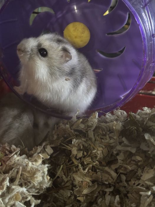 Джунгарики хомяки