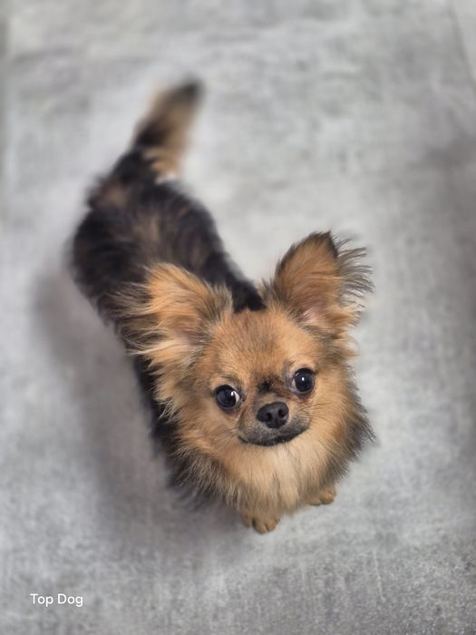 Chihuahua dziewczynka FCI