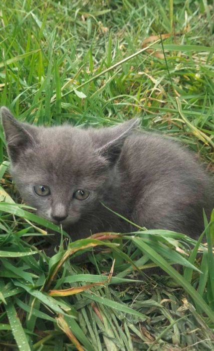 Віддам кішечку у добрі та турботливі руки!