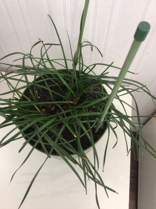 Чудесный комнатный нарцисс Зефирантес белый  цветки, молодой недорог