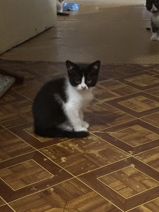 Віддам котят в дбайливі руки