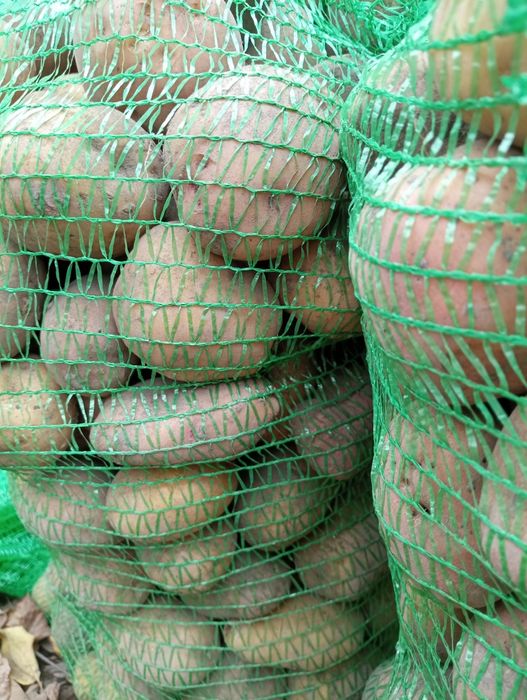 Продам їстівну картоплю, сорти різні 12 грн кг
