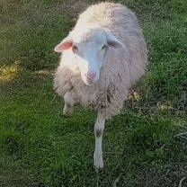 Продам отличных баранов