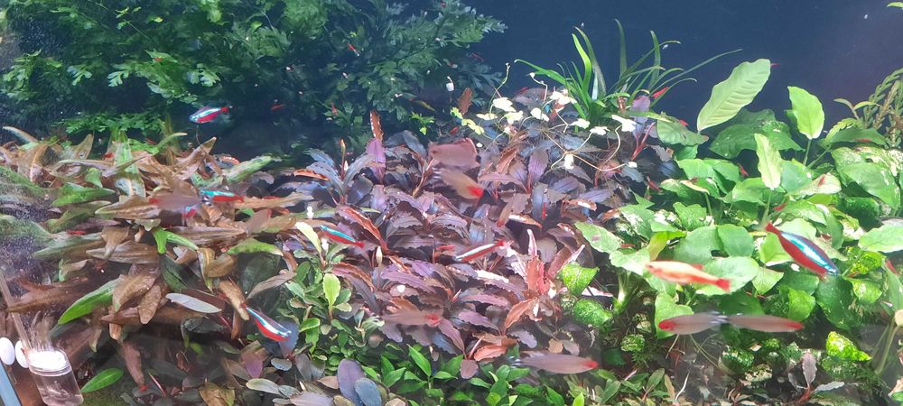 аквариумные растения.