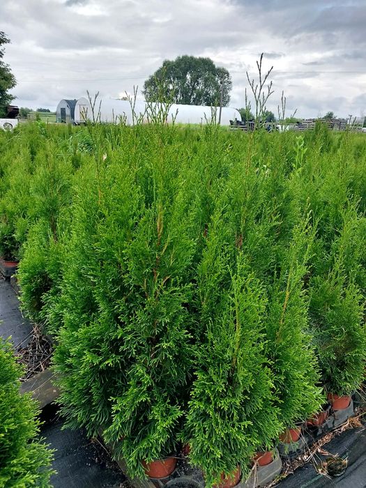 Thuja Szmaragd od 2,50 zł – 40-70 cm – P9