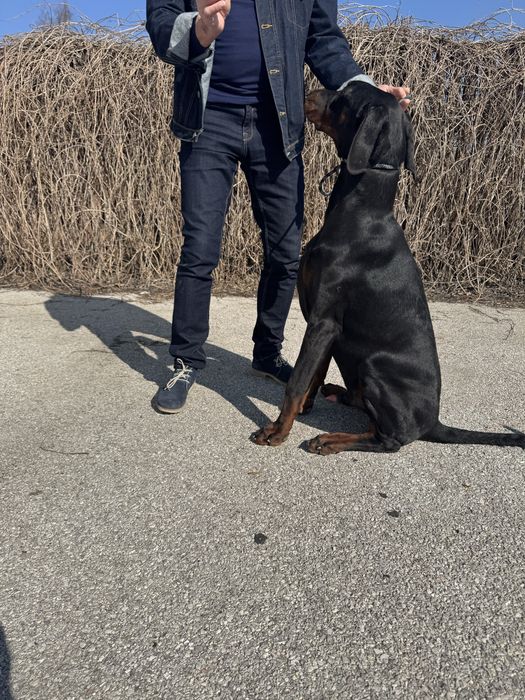 Doberman FCI jedyny taki.