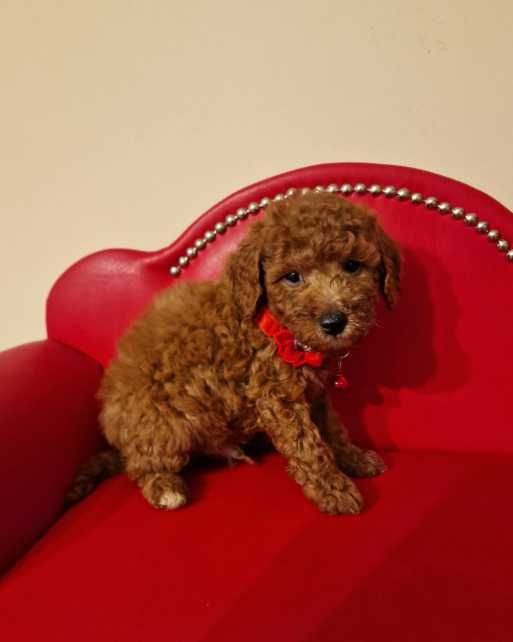Pudel Miniaturka/Toy red