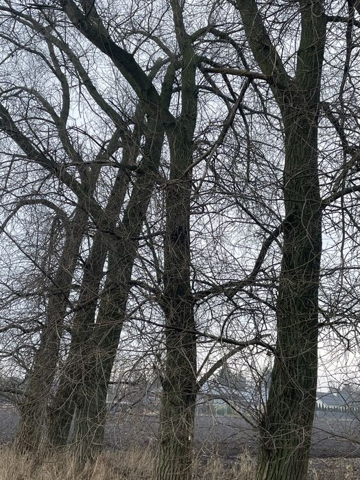 Topole ,do ścięcia , 250 zł za m3, 15 sztuk.