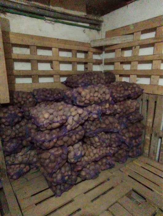 Картопля велика їстівна