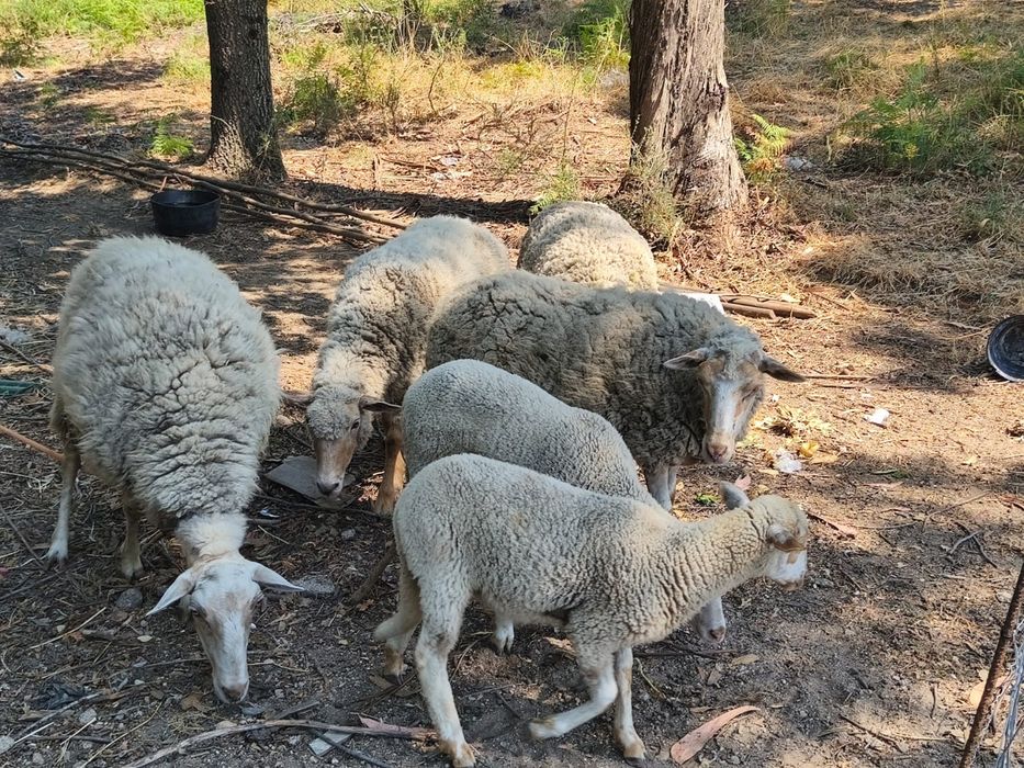 Carneiro, ovelhas e anhos