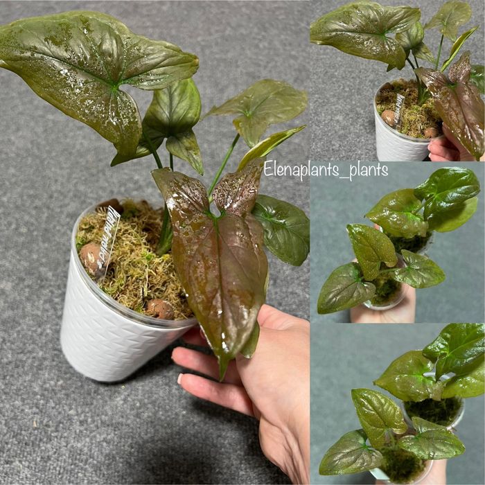 Сингониум Dark Purple, Pink Splash Dark Fat Leaf, Scrambled Eggs