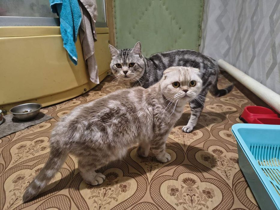 Шикарная девочка черный мрамор