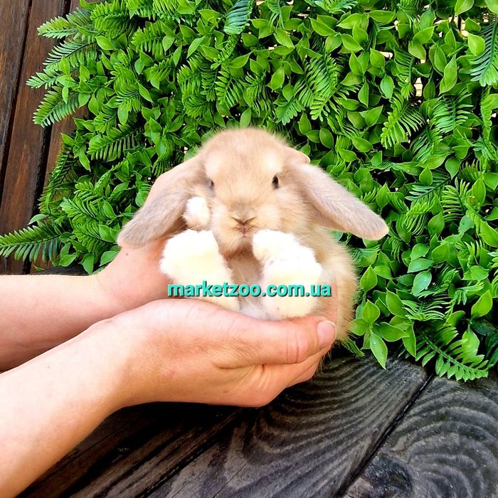 Карликовые мини мiнi mini lop holland кролики крольчата