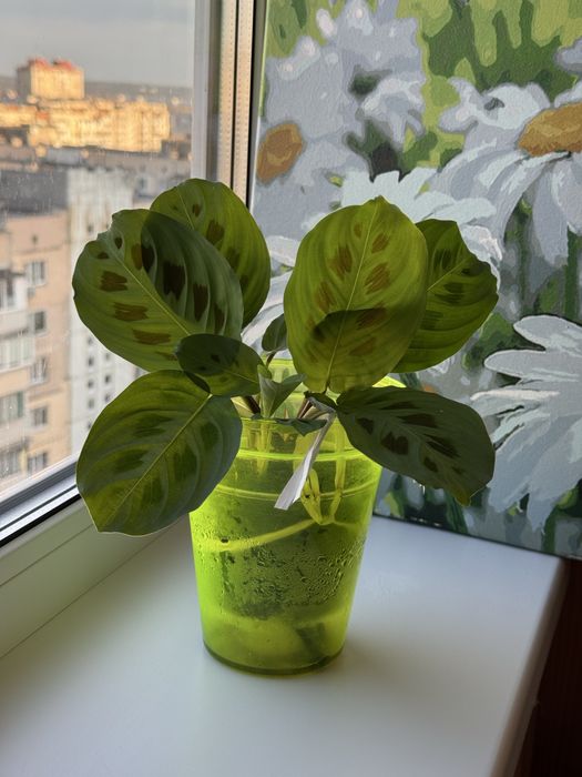 Маранта керчова