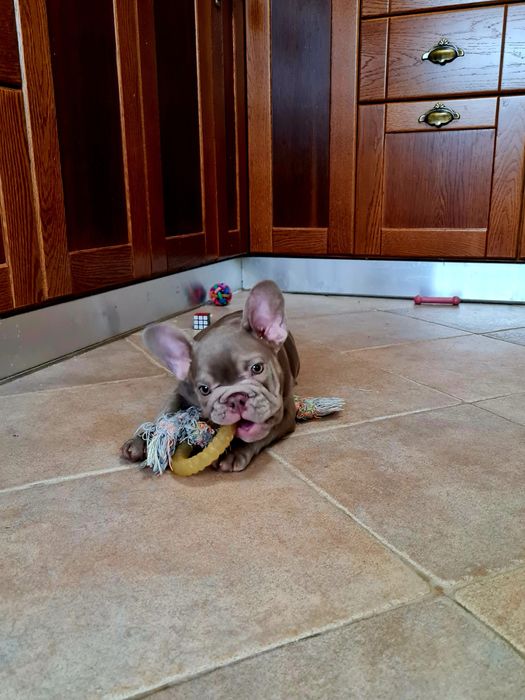 Excelente Bulldog/Bouledogue Francês de Qualidade