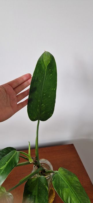 Philodendron jose buono sadzonka pędowa