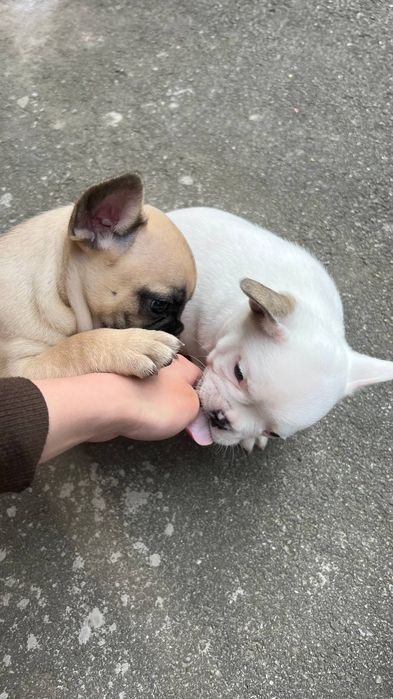 Французький бульдог