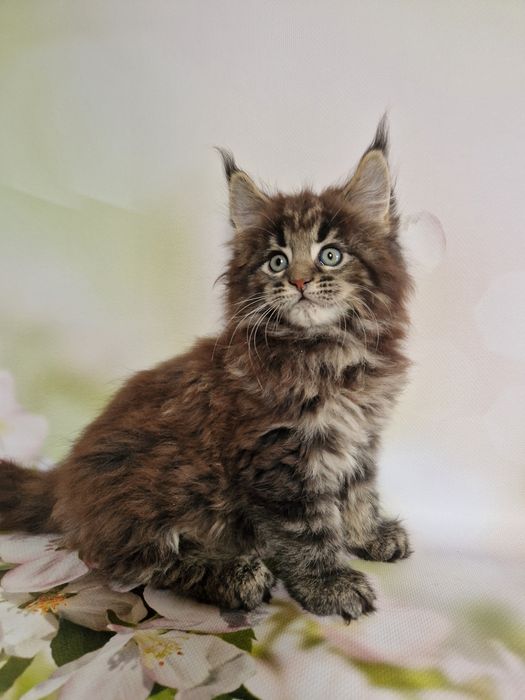 Maine Coon  kotek XXL