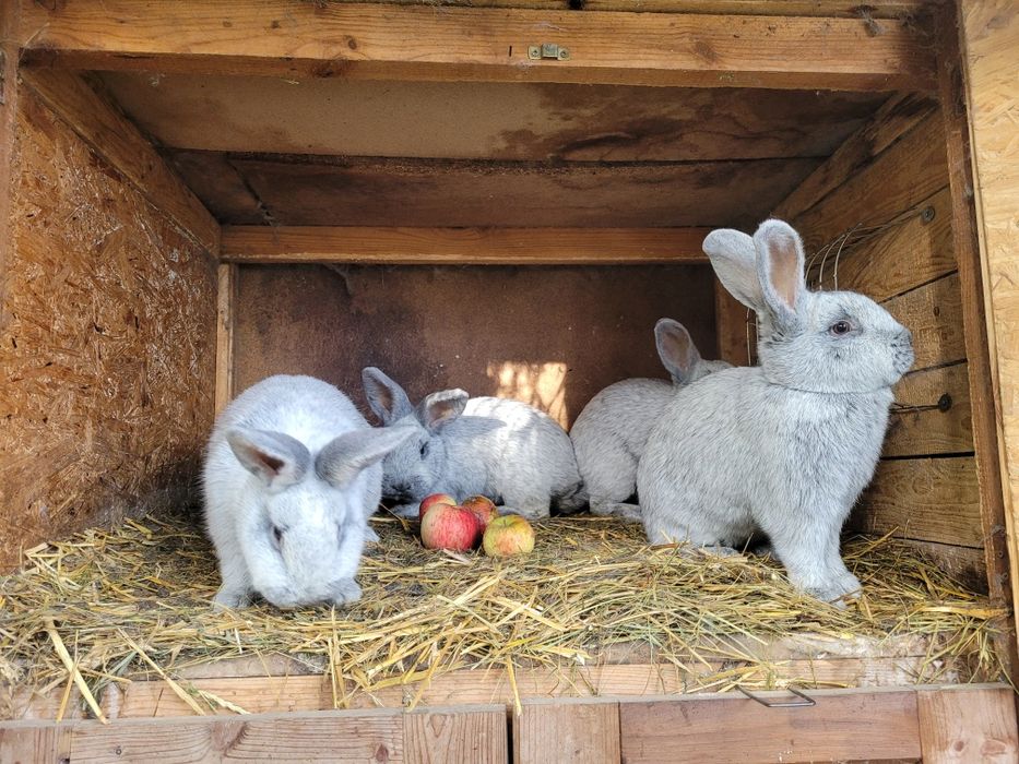 Wjs Wielki Jasno Srebrzysty samce