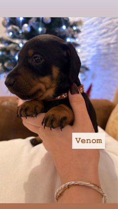 Jamnik krótkowłosy