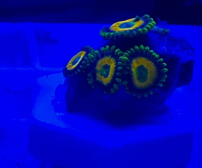 Coral Euphilia paradivisa, zoanthus, Palytoa, ricordea...etc