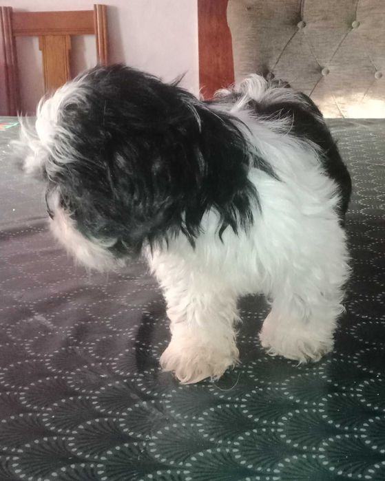 shih-tzu fêmea com LOP (pedigree)