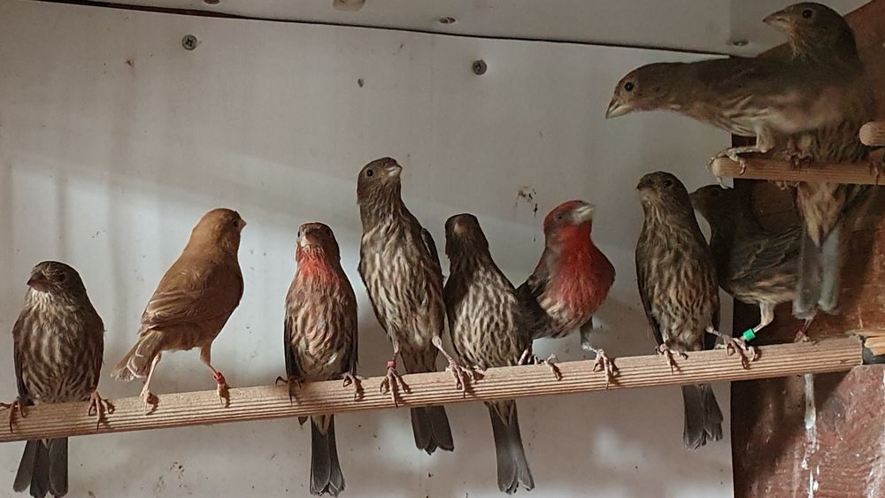 Pintarroxos mexicanos (carpodacos)