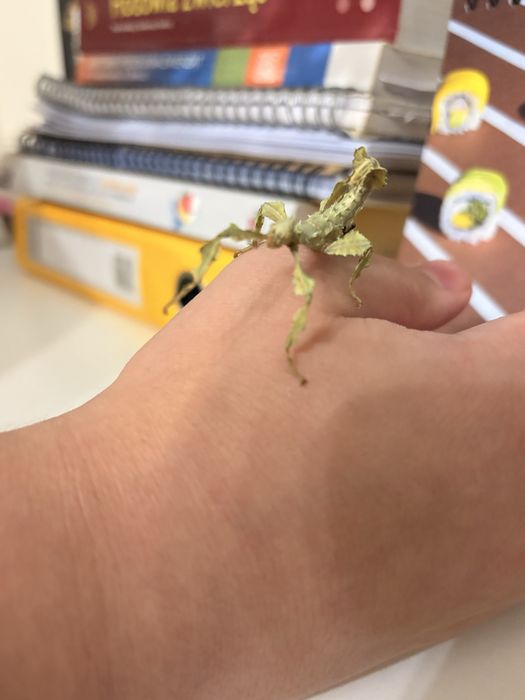 Straszyki australijskie nie wysylam
