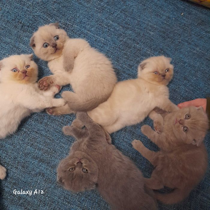 Шотландські кошенята